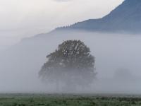 Nebel schwebt um die Bäume auf der Wiese bei Aschau